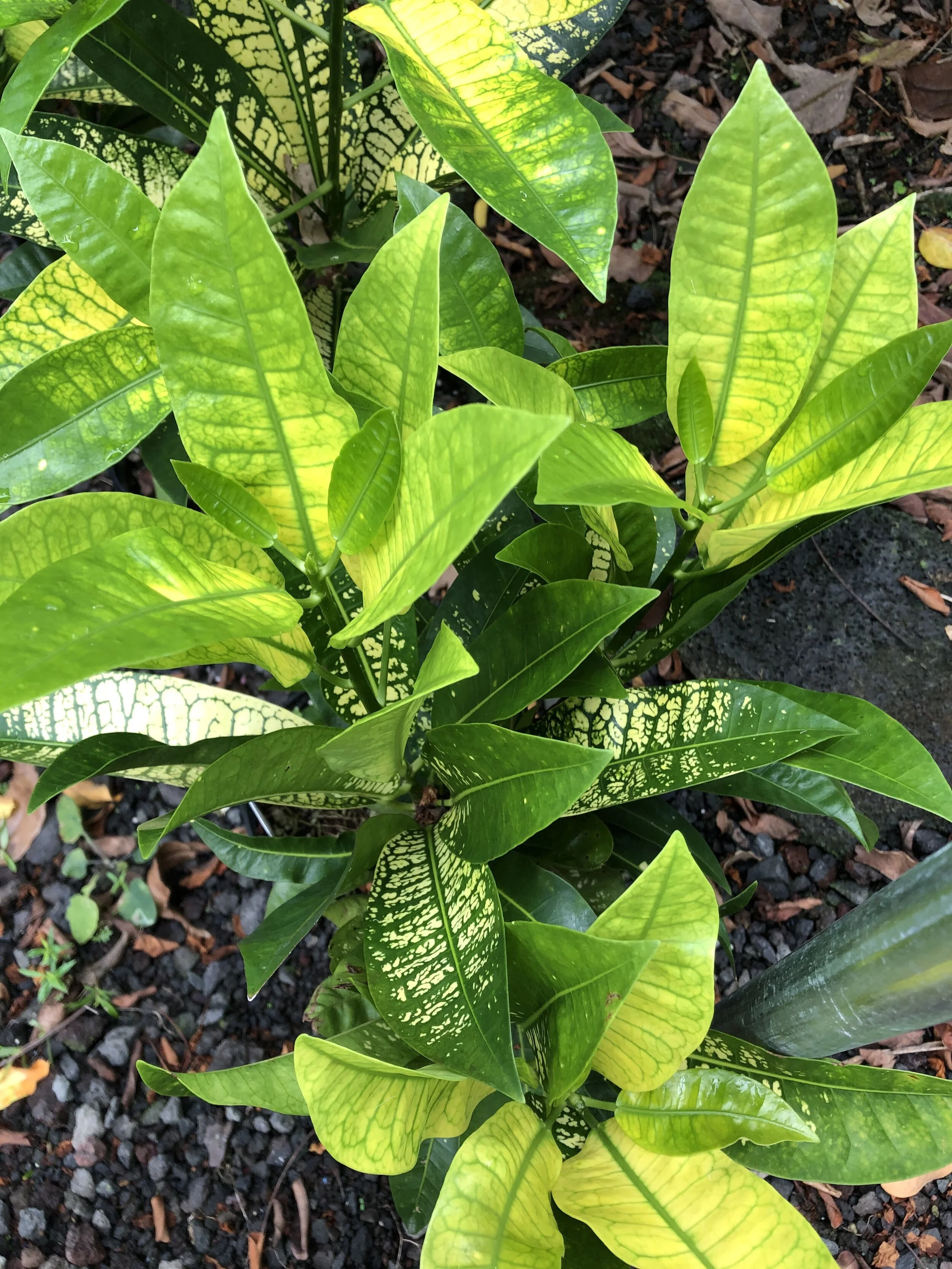 Codiaeum+'Yellow+Mrs.+Iceton'.